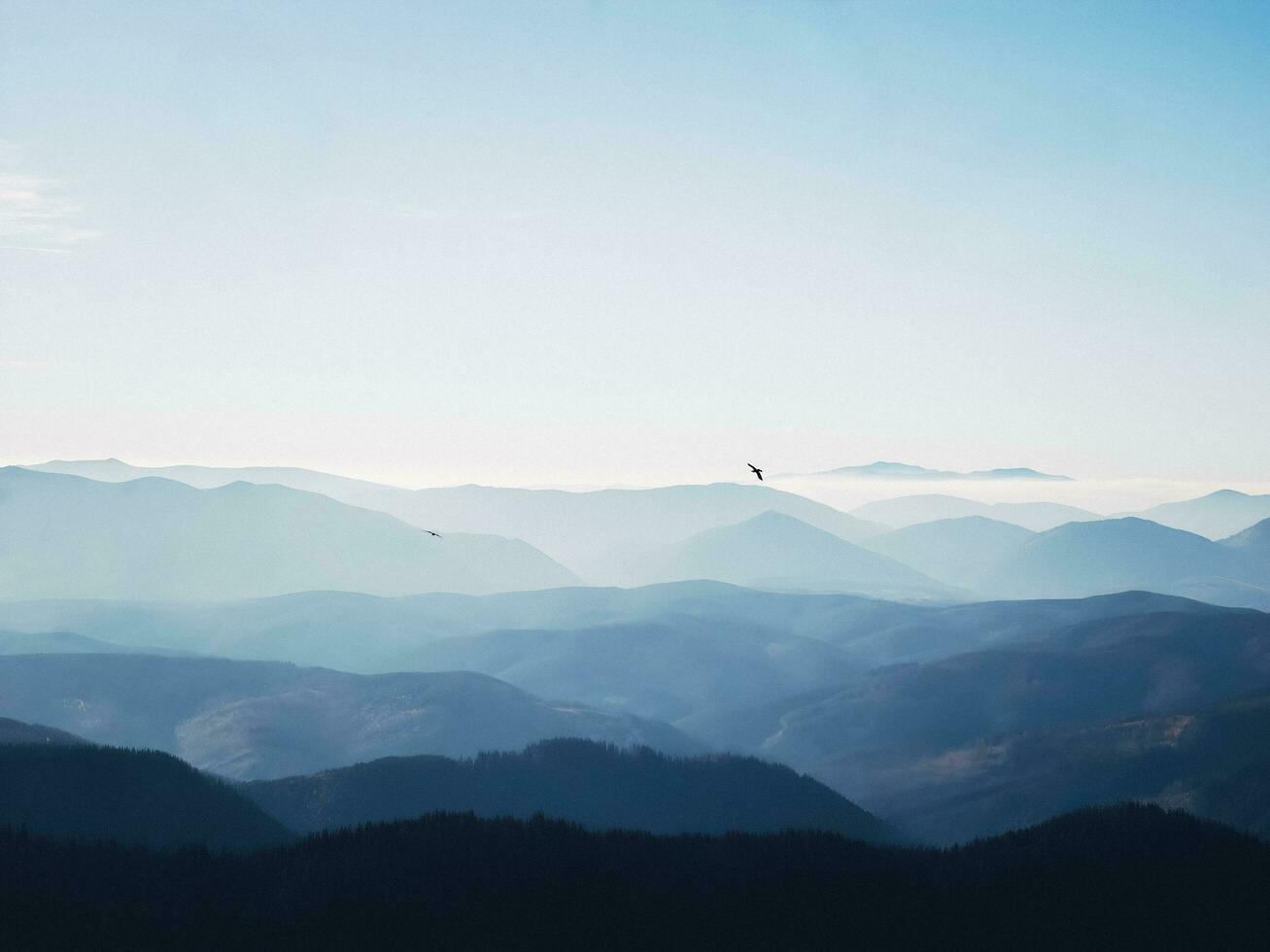 des oiseaux mouche haute plus de le montagnes photo