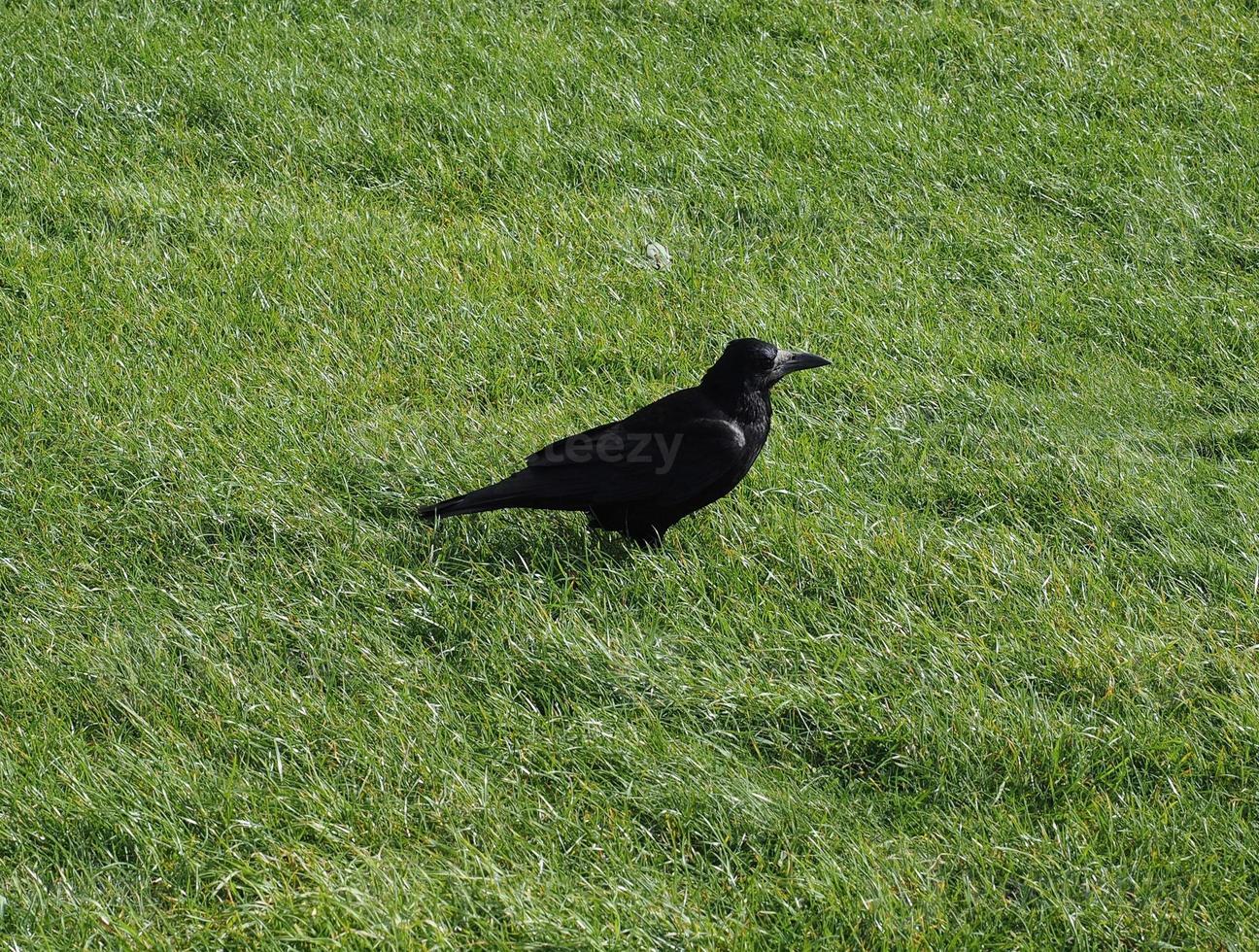 animal oiseau corbeau photo