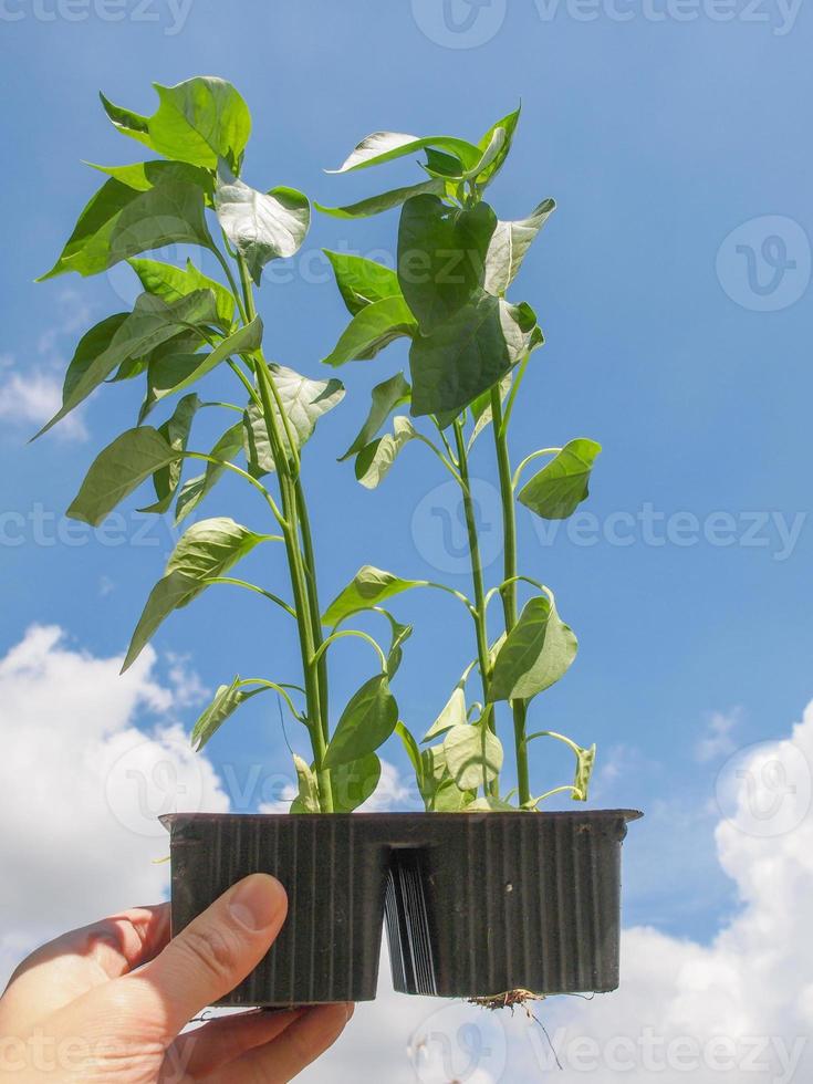 plante de poivre de prise photo