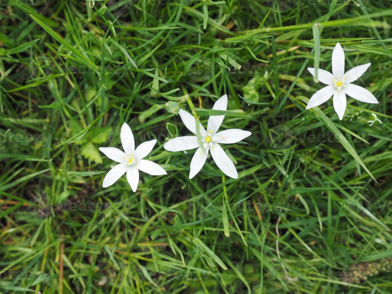 fleur étoile de Bethléem photo