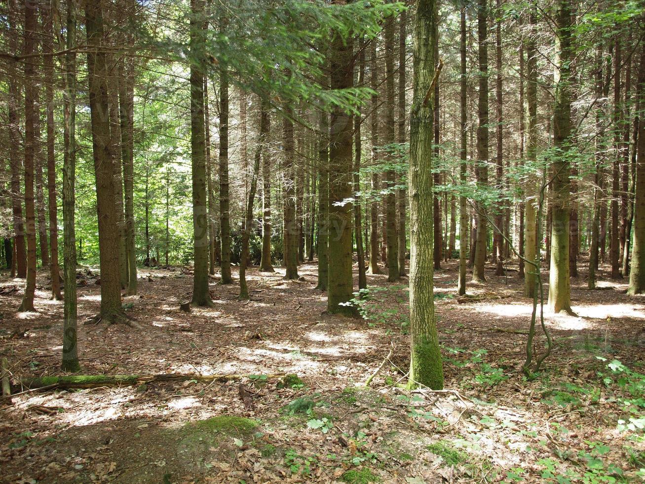 forêt d'arbres photo