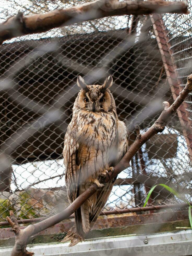 le aux longues oreilles hibou - permanent sur une branche dans une cage photo