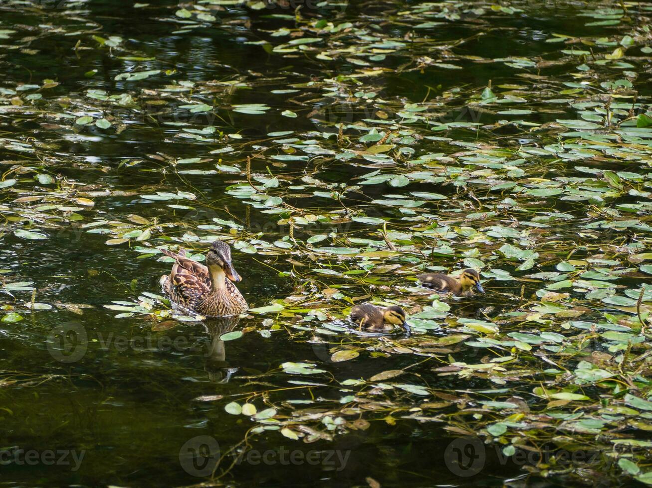 canard avec deux Jeune canetons dans une étang photo