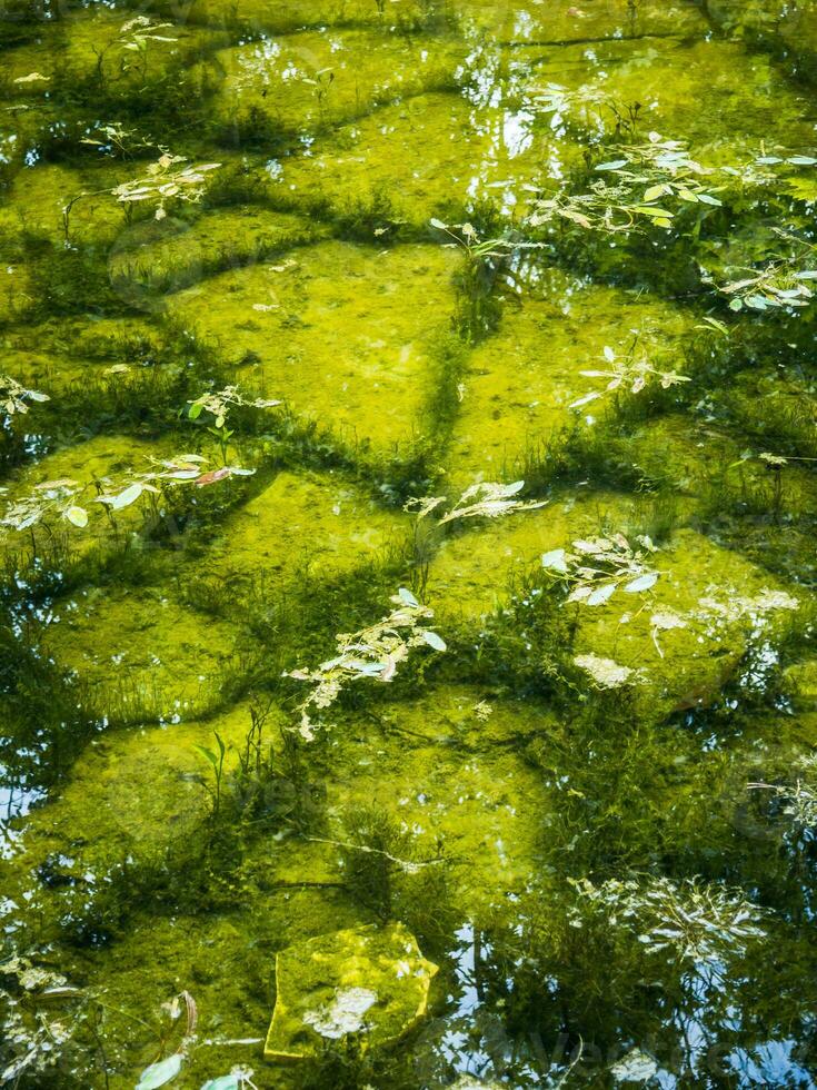 anse vert des pierres et mousse à le bas de petit étang photo