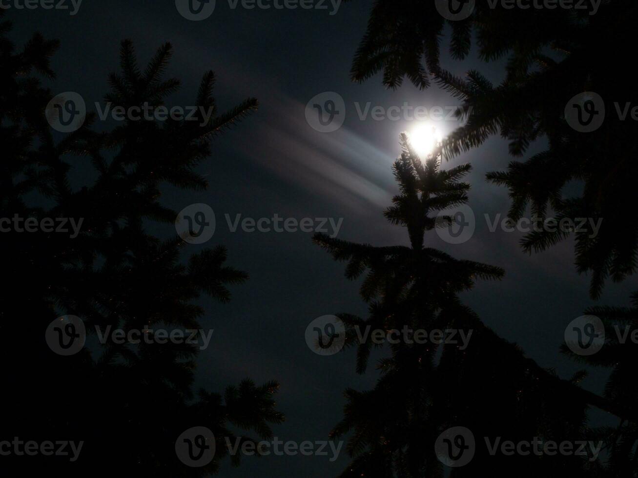 brillant clair de lune plus de épicéa des arbres photo