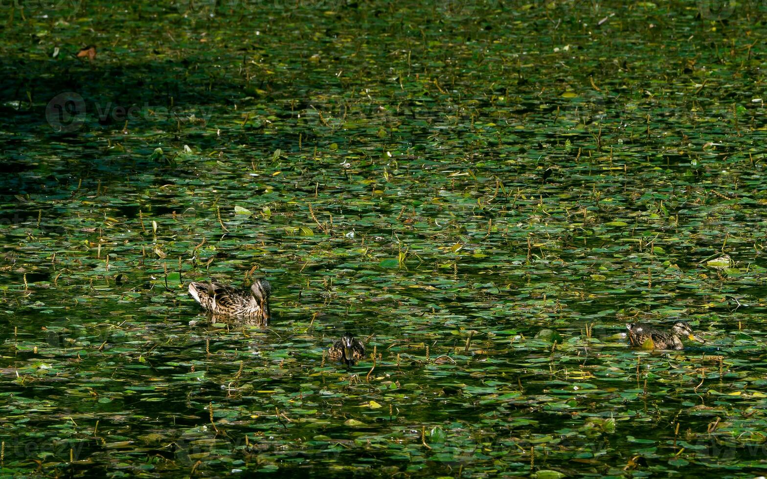 Trois canards dans une feuille couvert étang photo