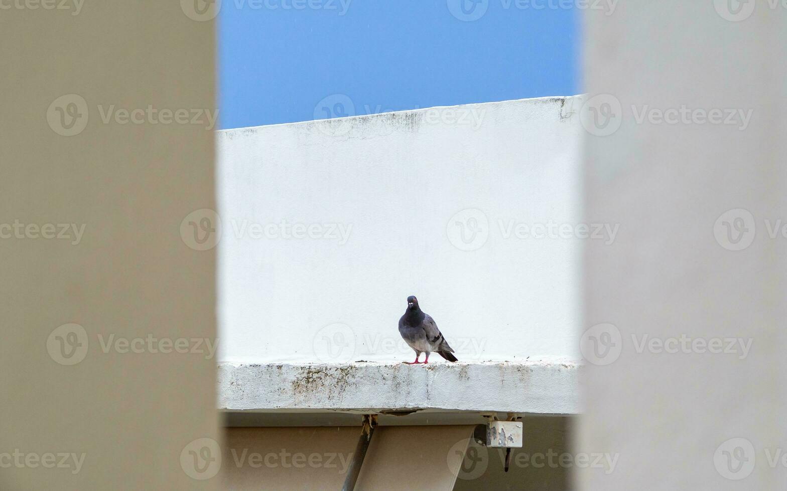 seul Pigeon sur une blanc toit photo