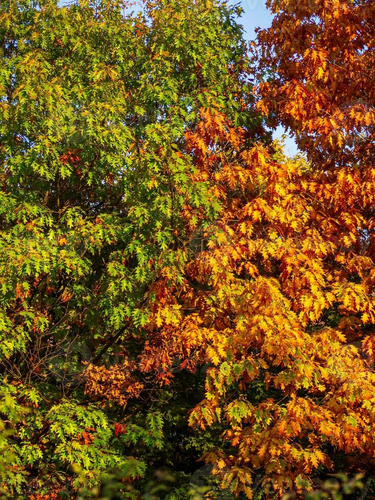 chêne arbre feuillage dans l'automne - le contraste de la nature photo