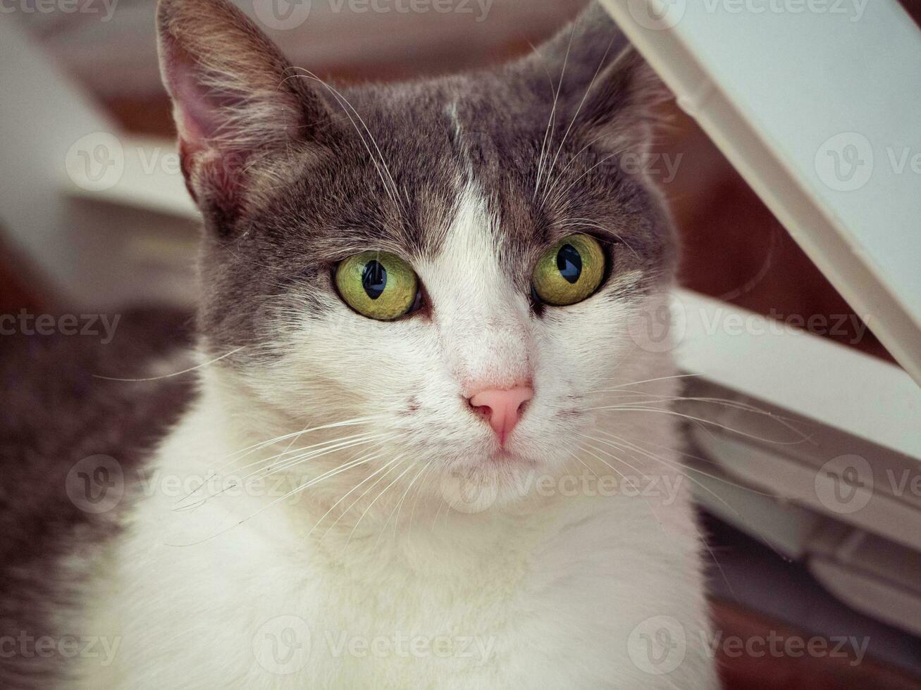 magnifique gris et blanc chat avec Jaune vert yeux photo