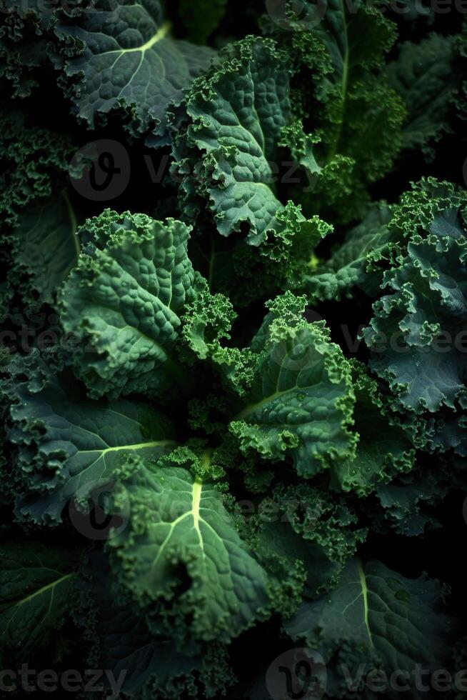 réaliste photo de une bouquet de chou frisé. Haut vue des légumes paysage. ai généré