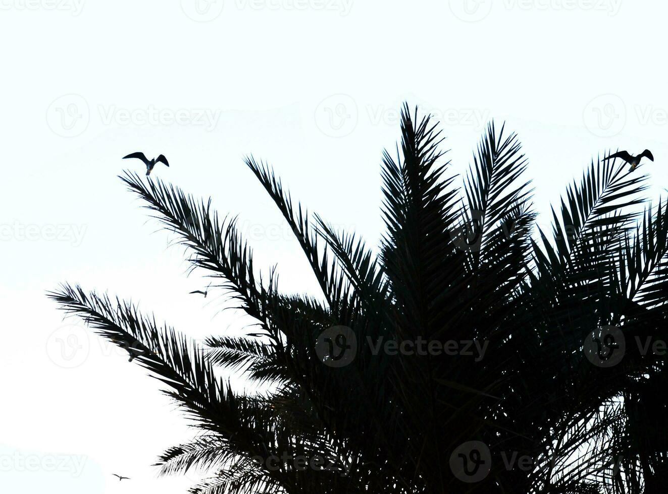 des oiseaux dans paume arbre branches photo