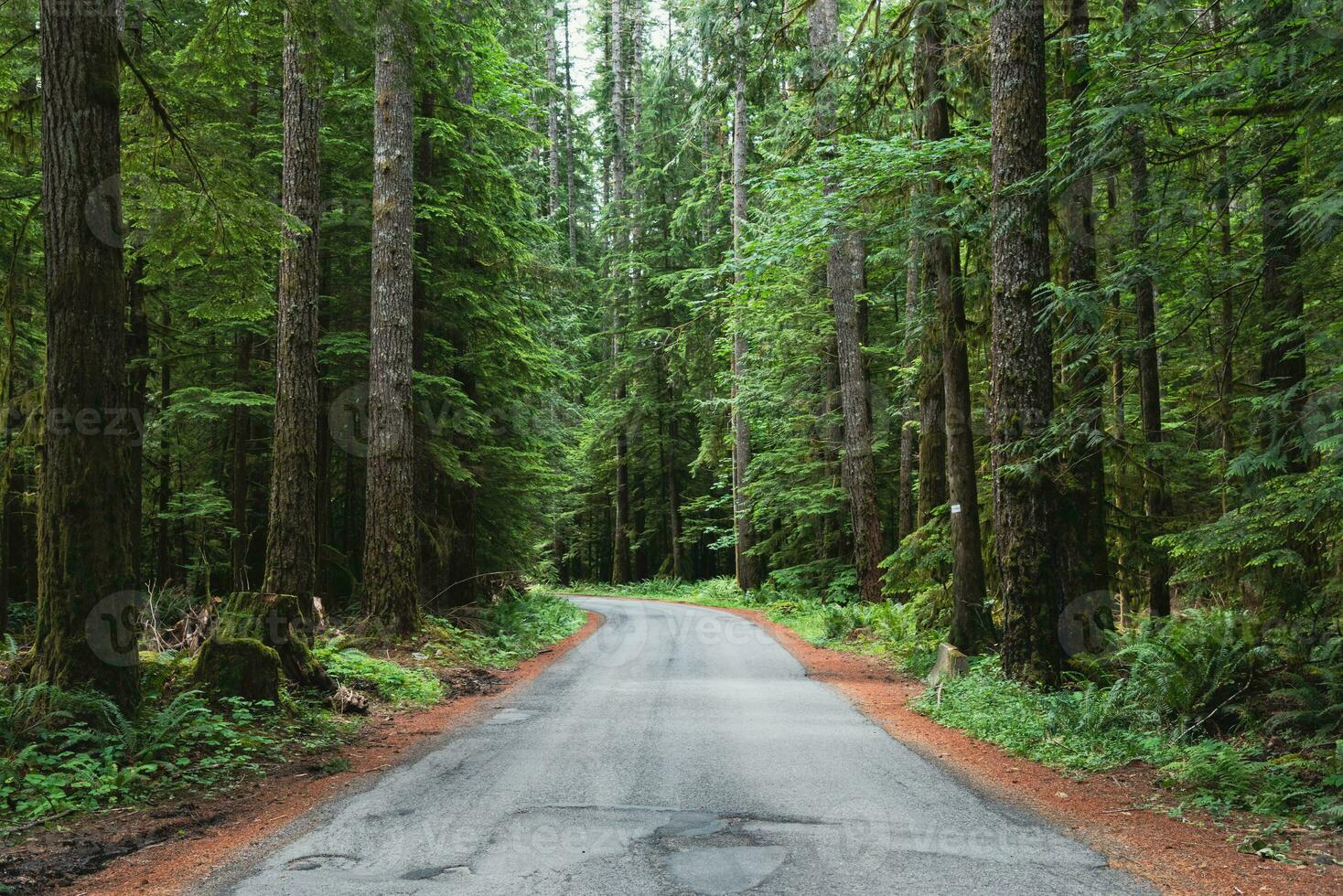 étroit route dans le forêt photo