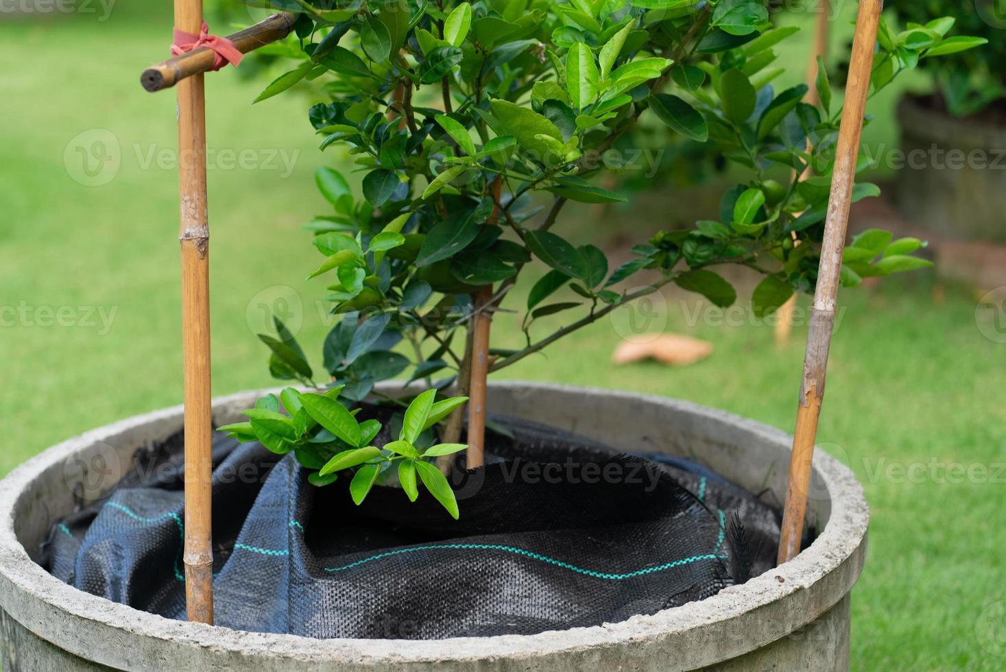 Le plastique noir était recouvert de terre de tilleul dans le jardin photo