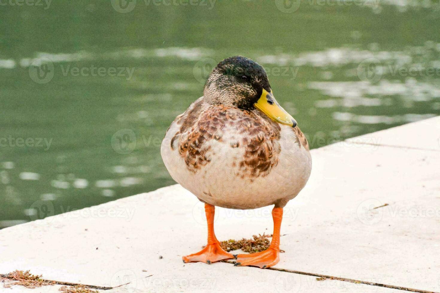 une canard permanent sur le bord de une Dock photo