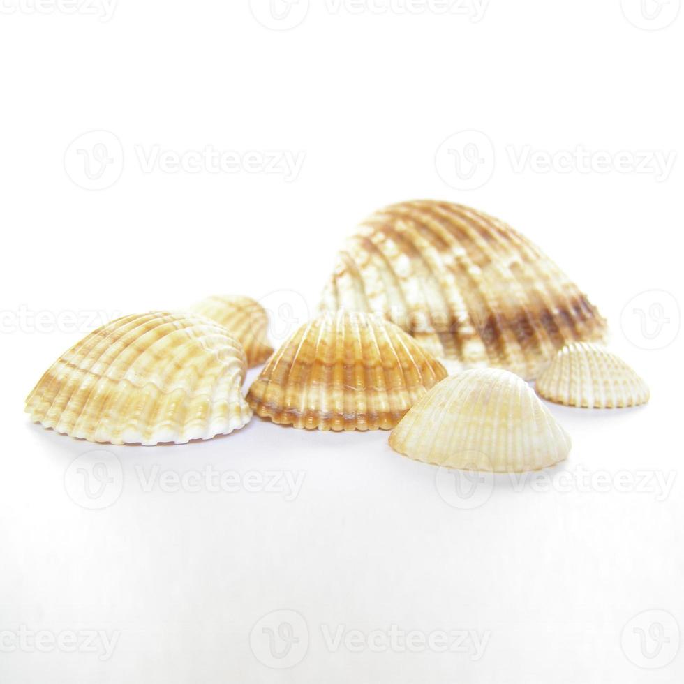 coquillages sur blanc photo