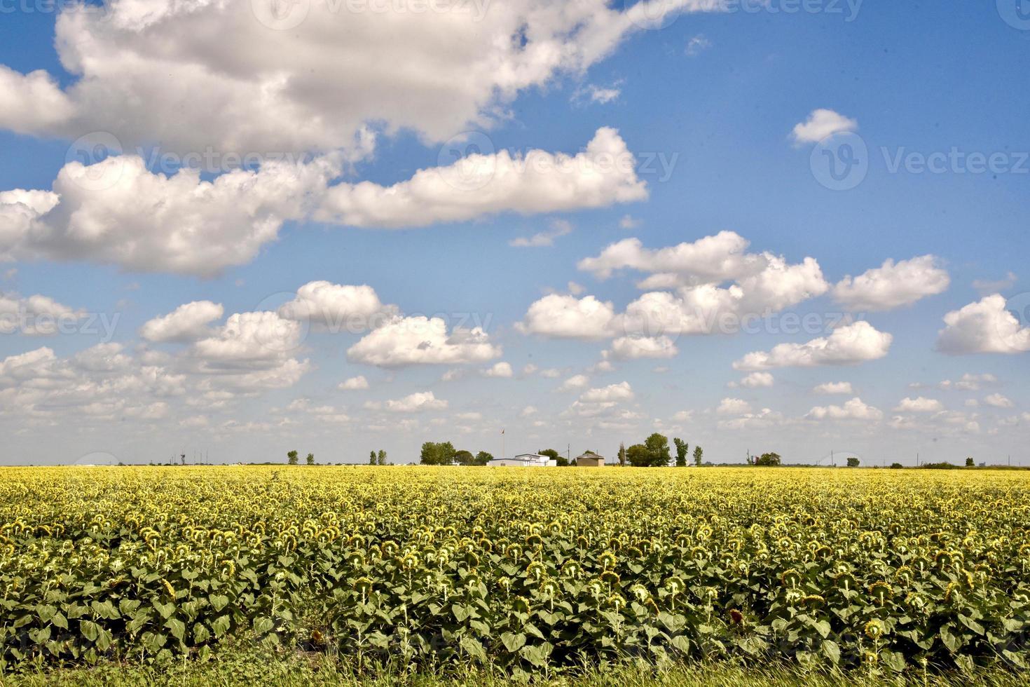 un champ de tournesol sous un ciel bleu rempli de nuages photo