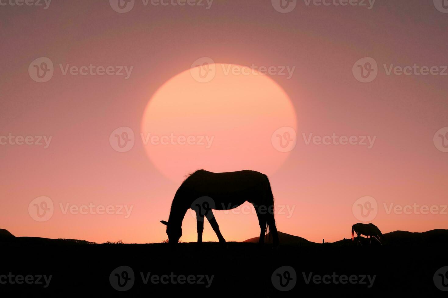 silhouette de cheval dans la campagne et beau fond de coucher de soleil photo