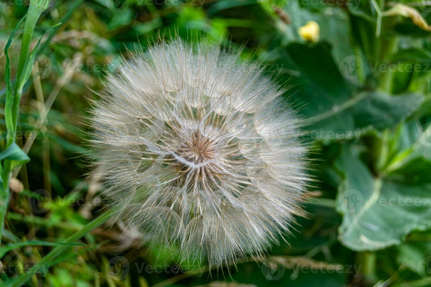 beau pissenlit de graine de fleur sauvage sur fond de prairie photo