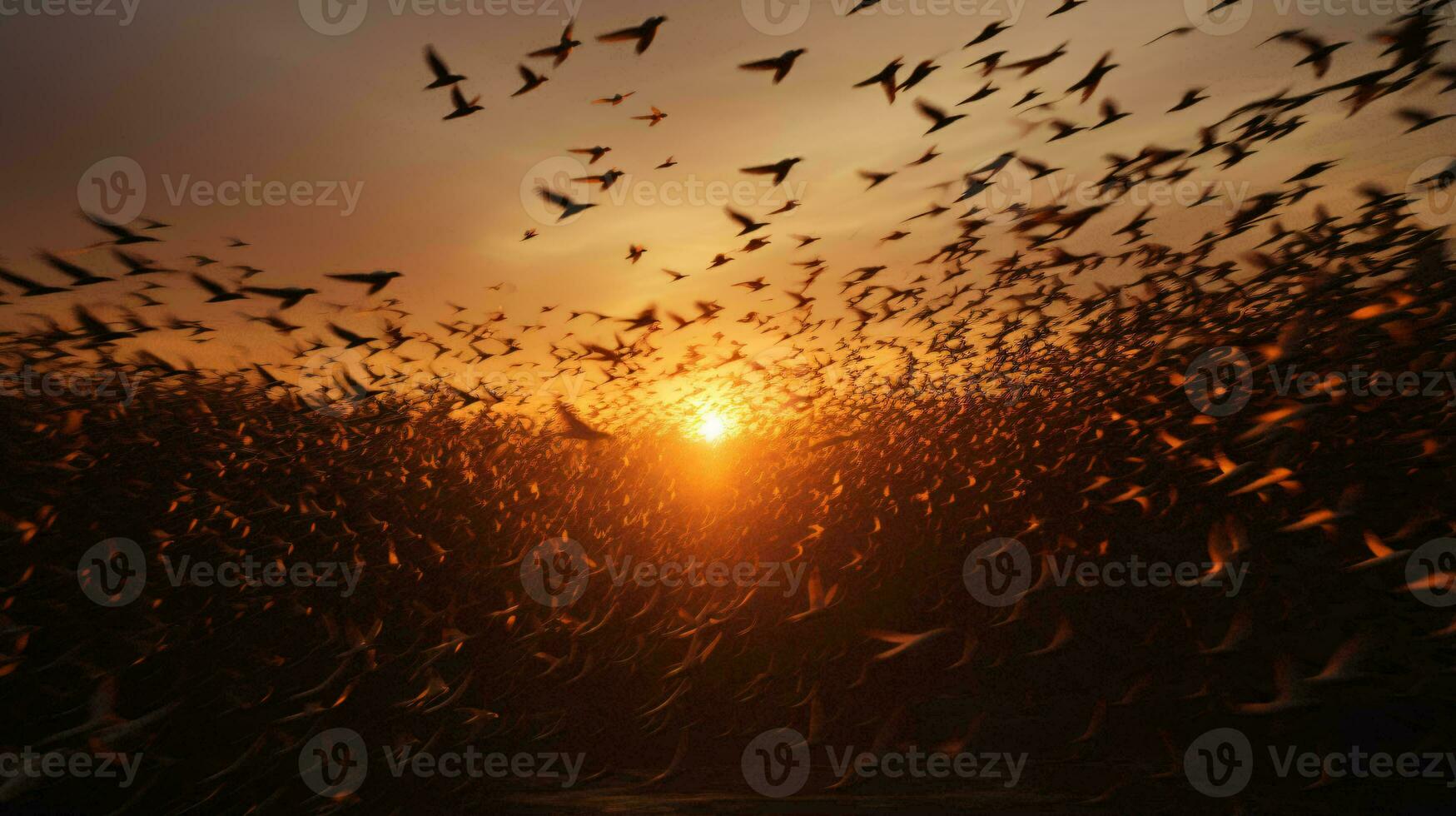 une fascinant le coucher du soleil scène avec une troupeau de des oiseaux planant gracieusement plus de une pittoresque champ ai généré photo