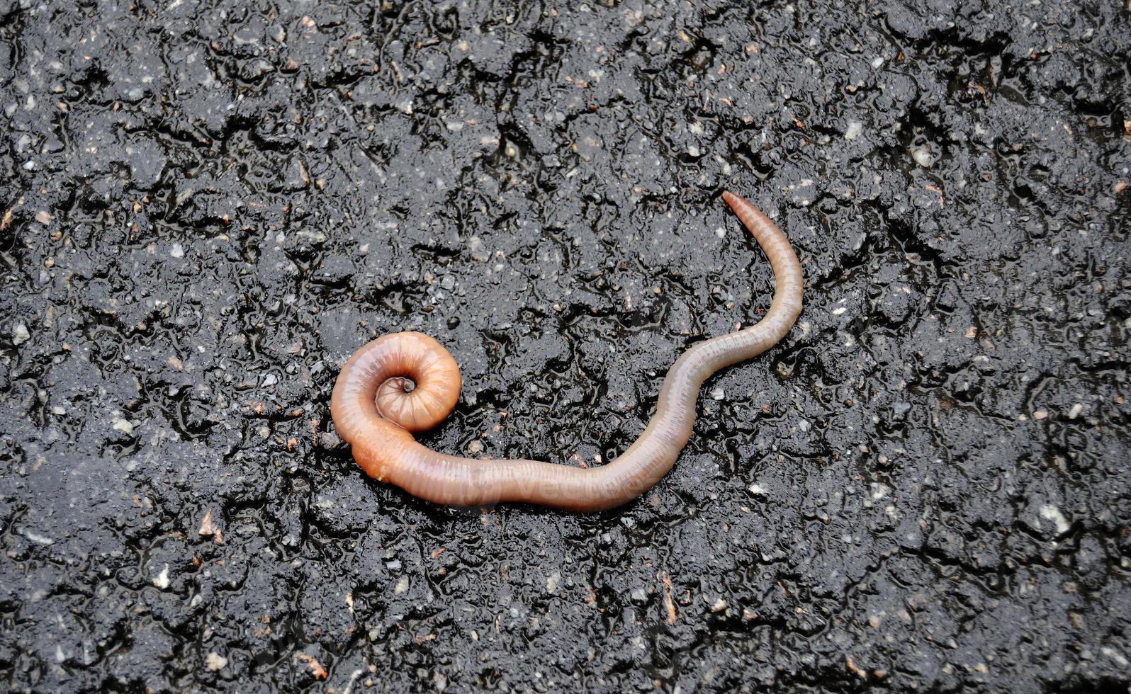 ver de terre rouge il appât vivant pour la pêche isolé sur fond sombre photo