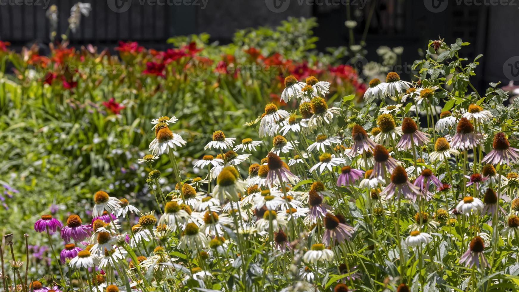 plusieurs fleurs de cône dans le jardin pendant l'heure d'été photo