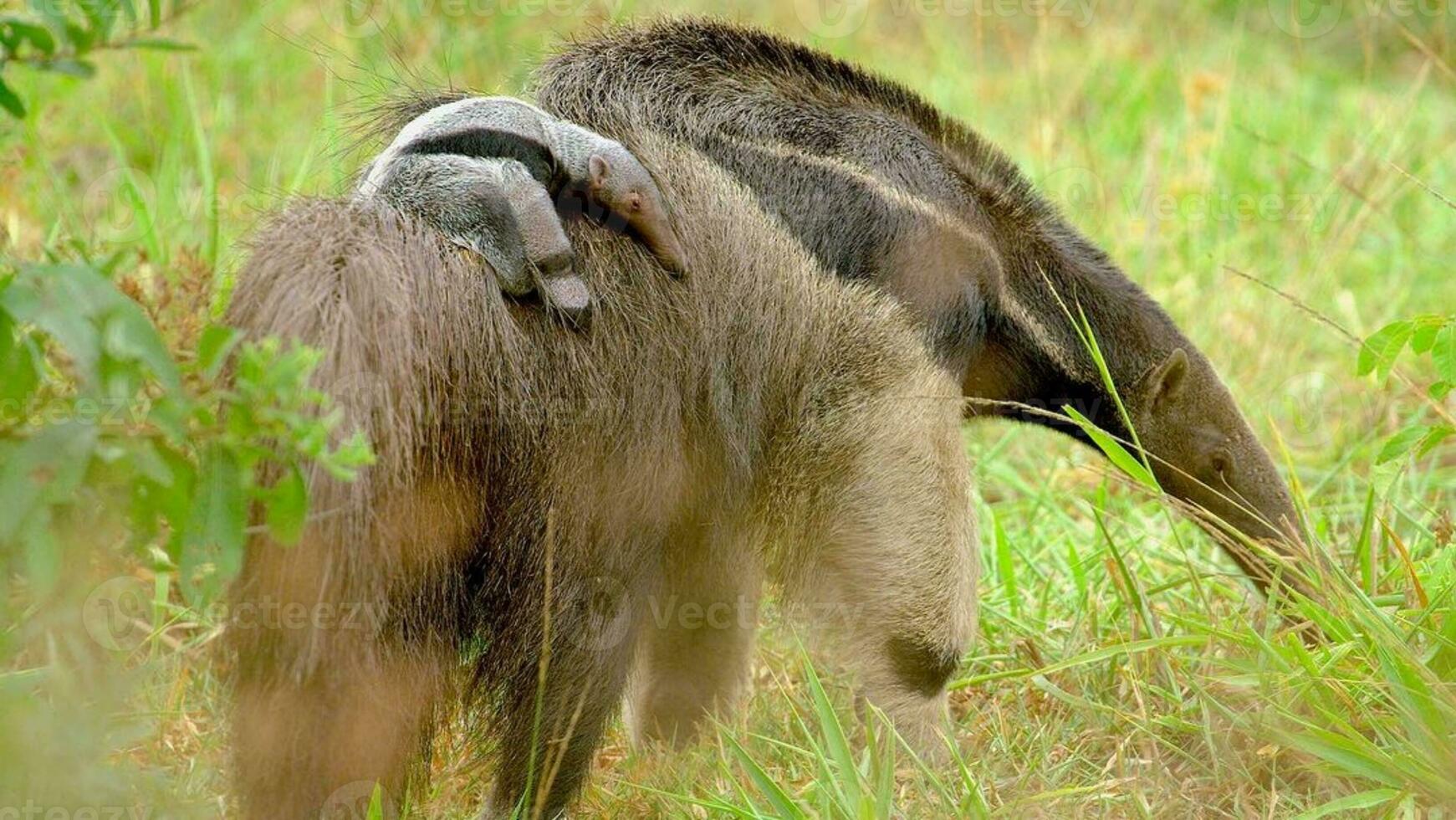 une tapir en portant ses enfant photo