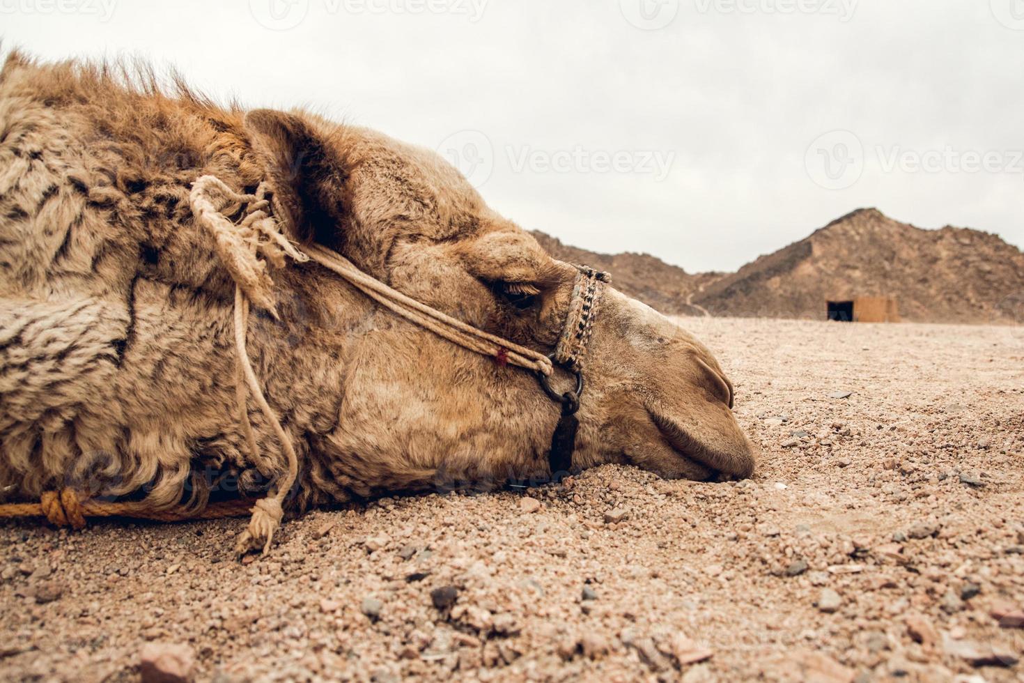 tête d'un chameau allongé sur le sable dans le désert photo