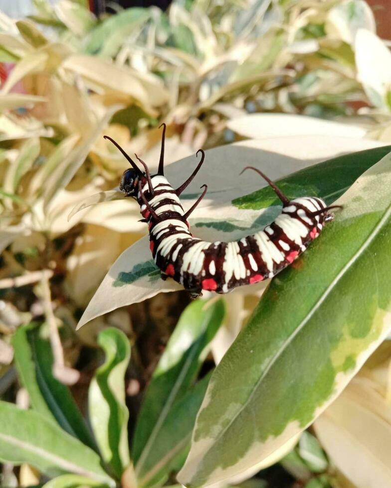 une chenille est en mangeant une vert feuille photo