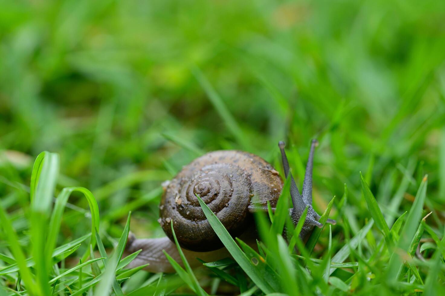 escargot marchant sur l'herbe photo