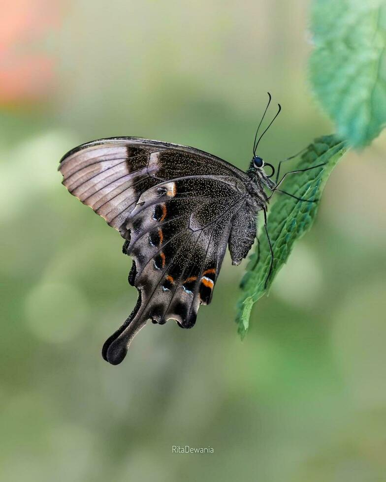 fermer beauté de papillon ailes dans la nature de papillon complexe ailes dans nature, mettant en valeur beauté et faune détails. photo