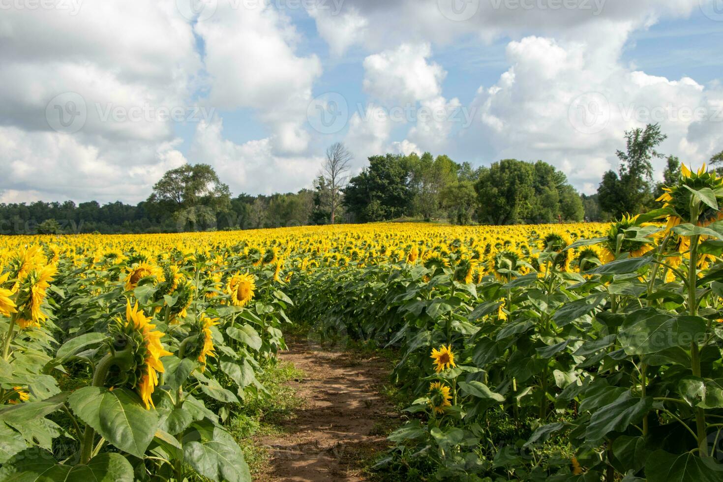 une champ de tournesols sur une nuageux journée photo