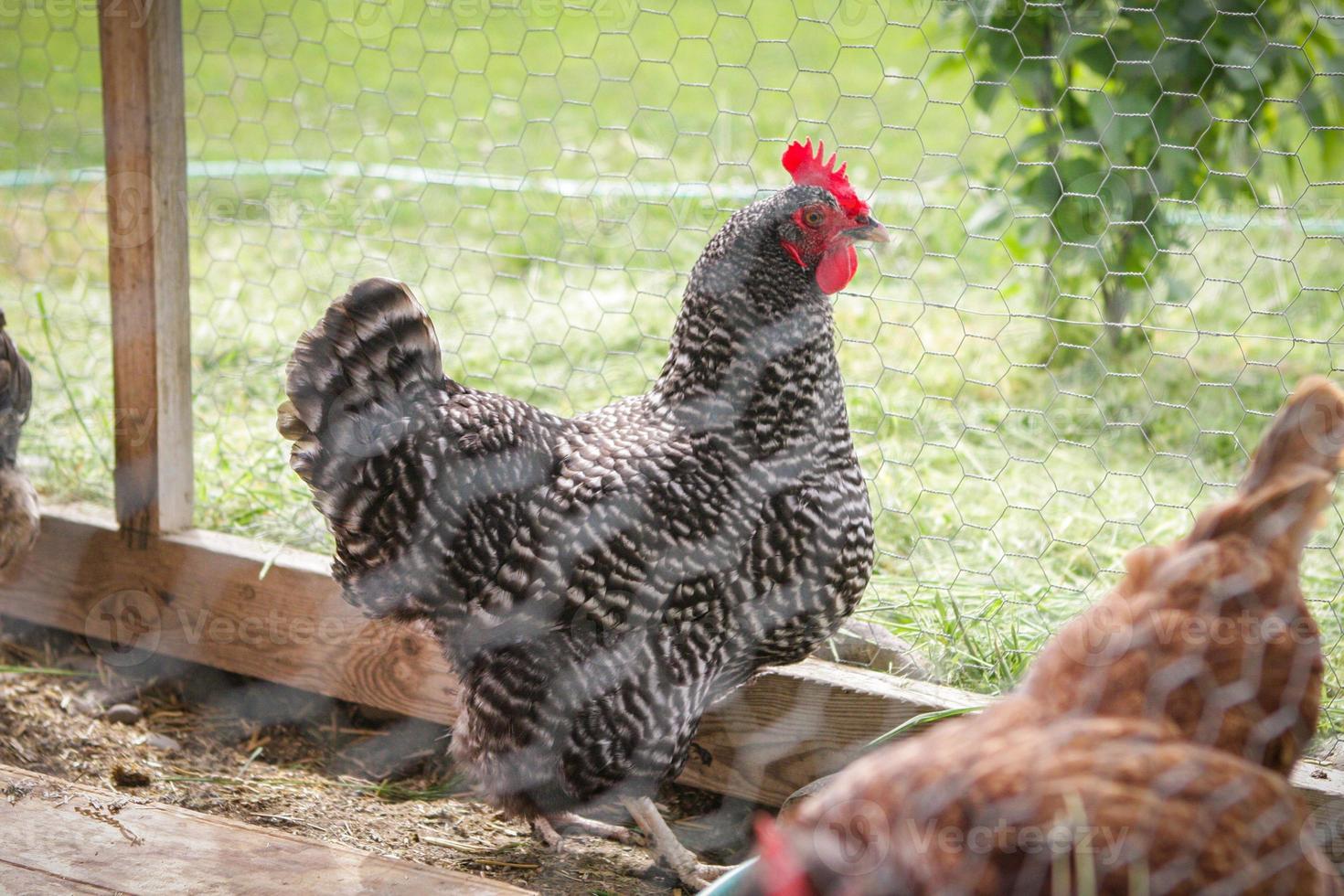 poule dans un poulailler photo