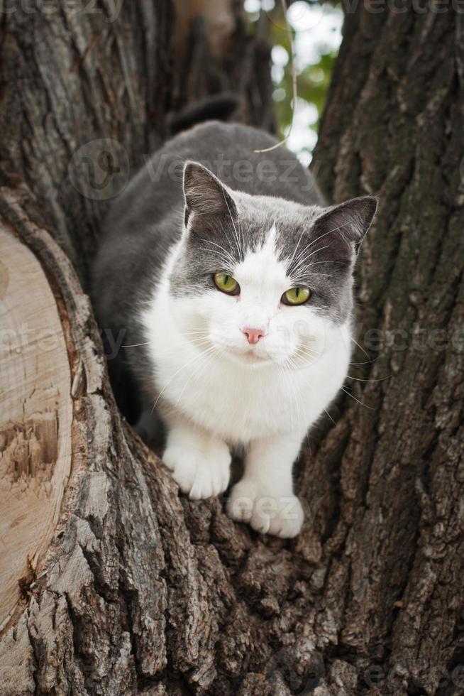 chat dans un arbre photo