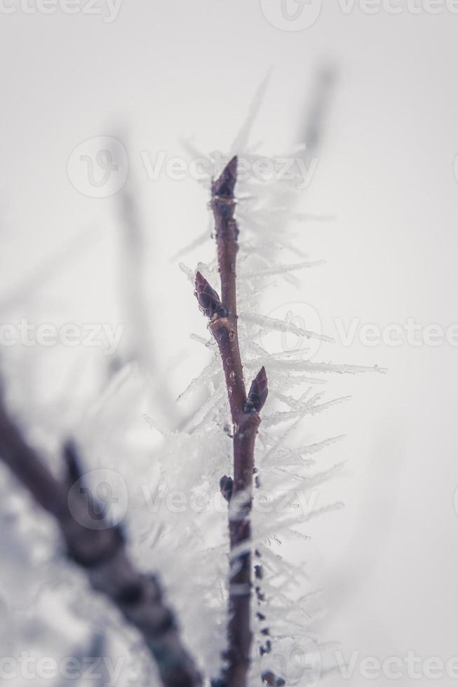 branche glacée avec du givre photo