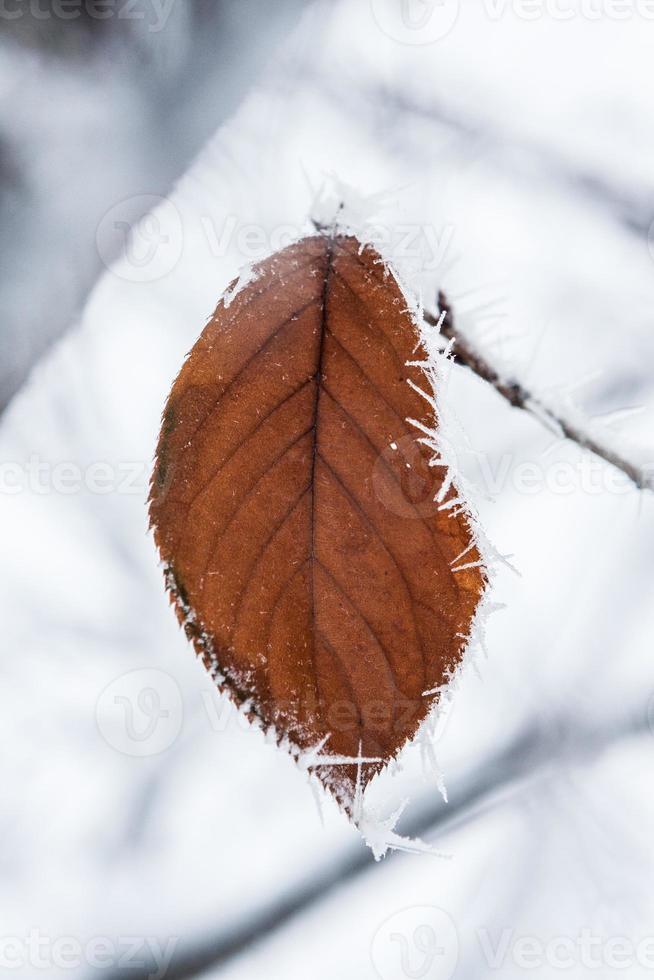 feuille brune avec du givre photo