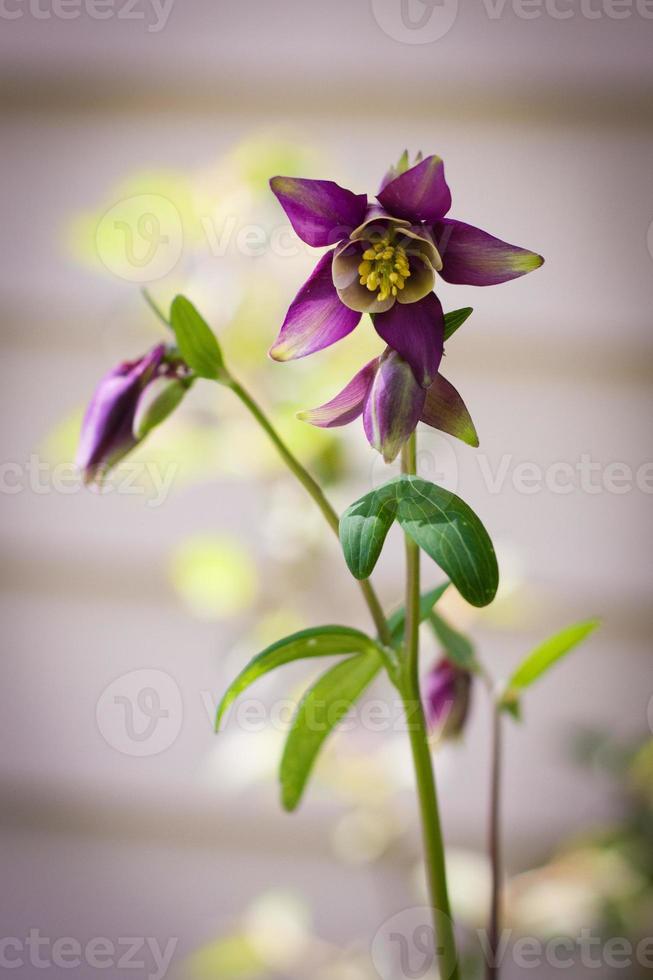 fleurs combinées violettes photo