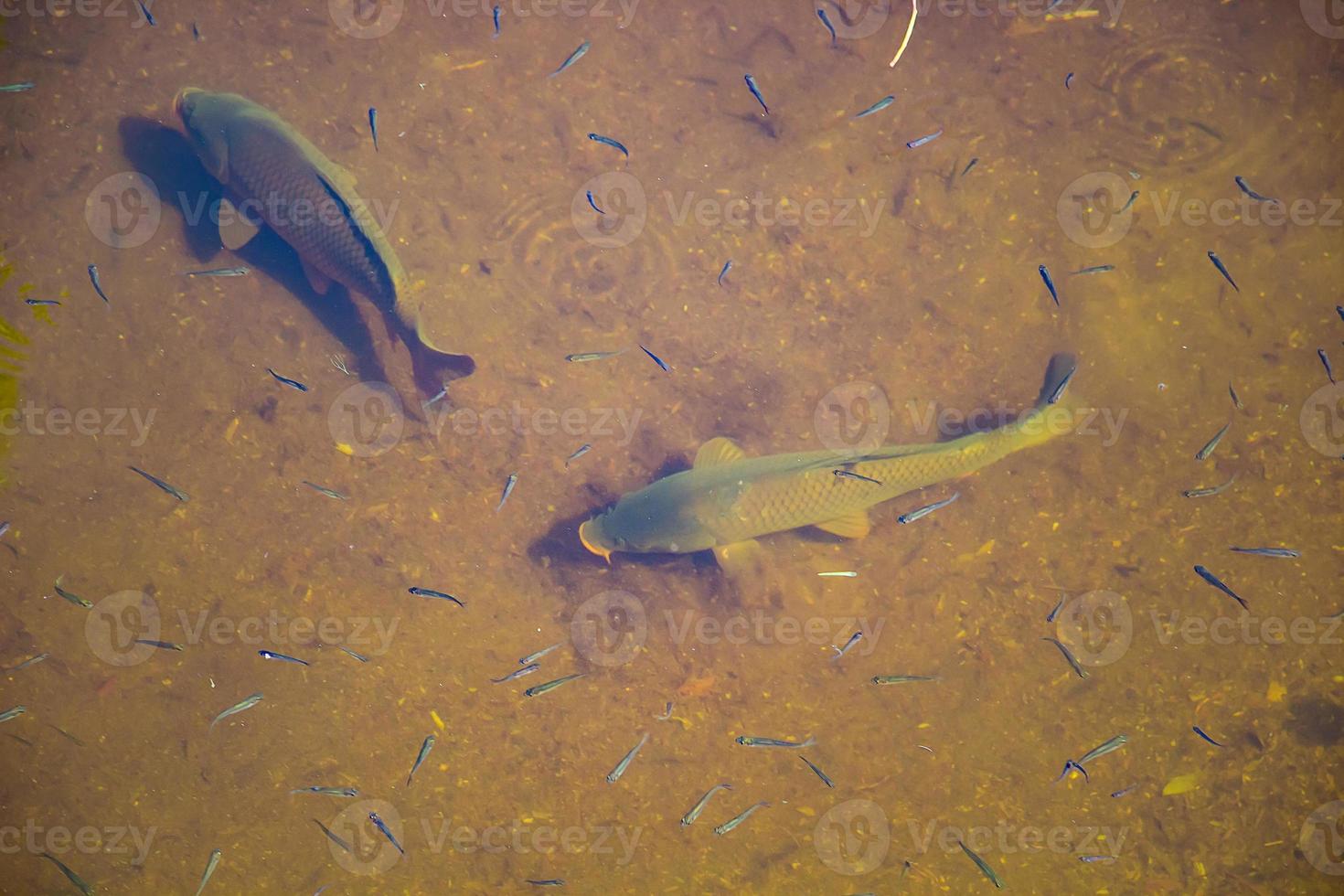 les gros poissons nagent dans l'eau claire d'un étang photo