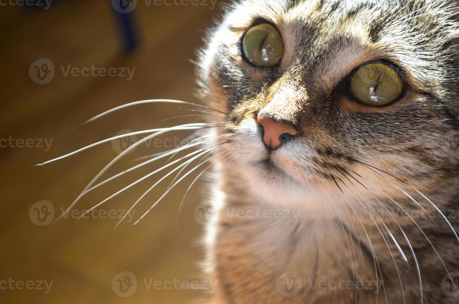 chat domestique se bouchent. photo