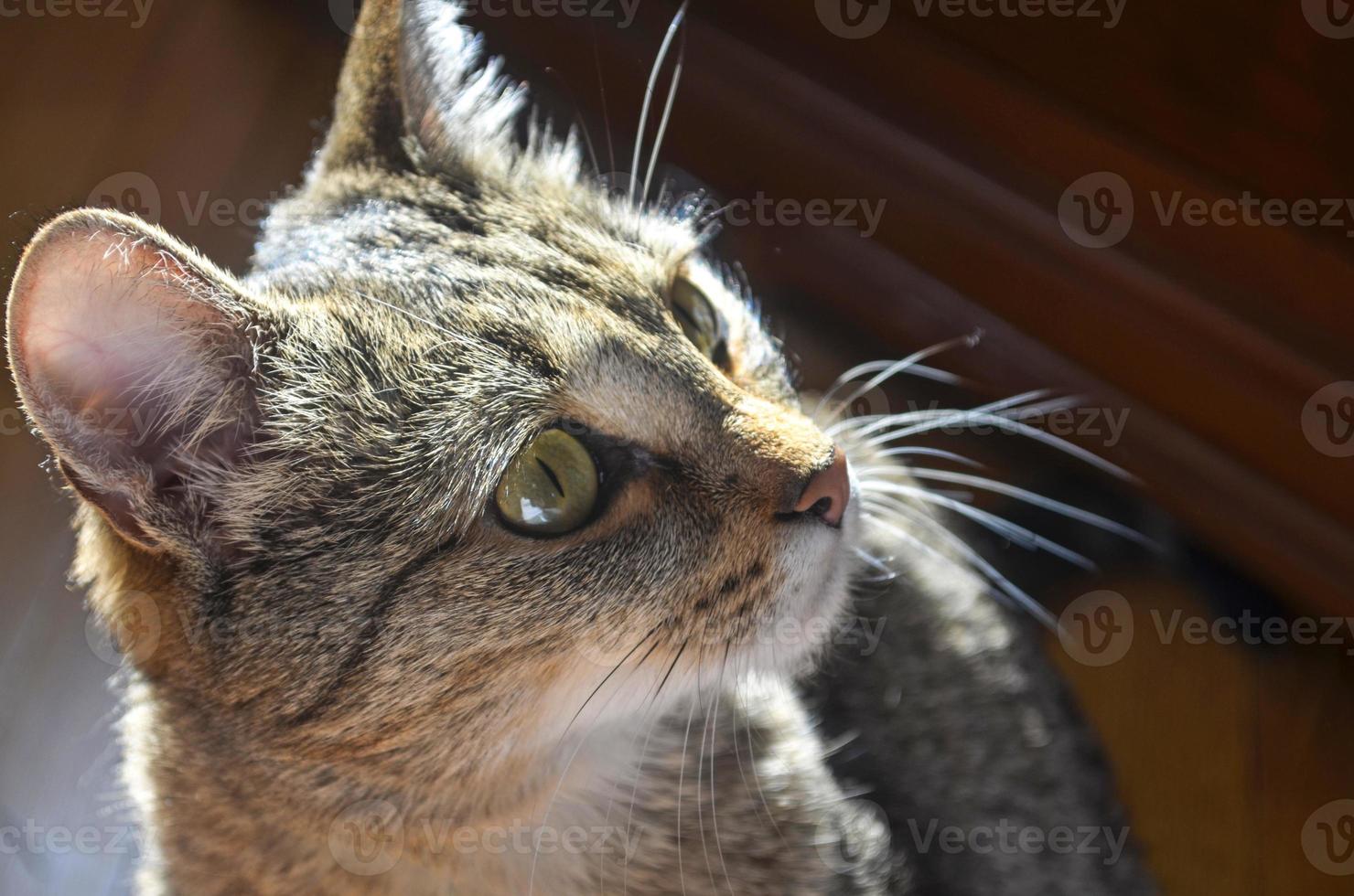 gros plan chat domestique photo