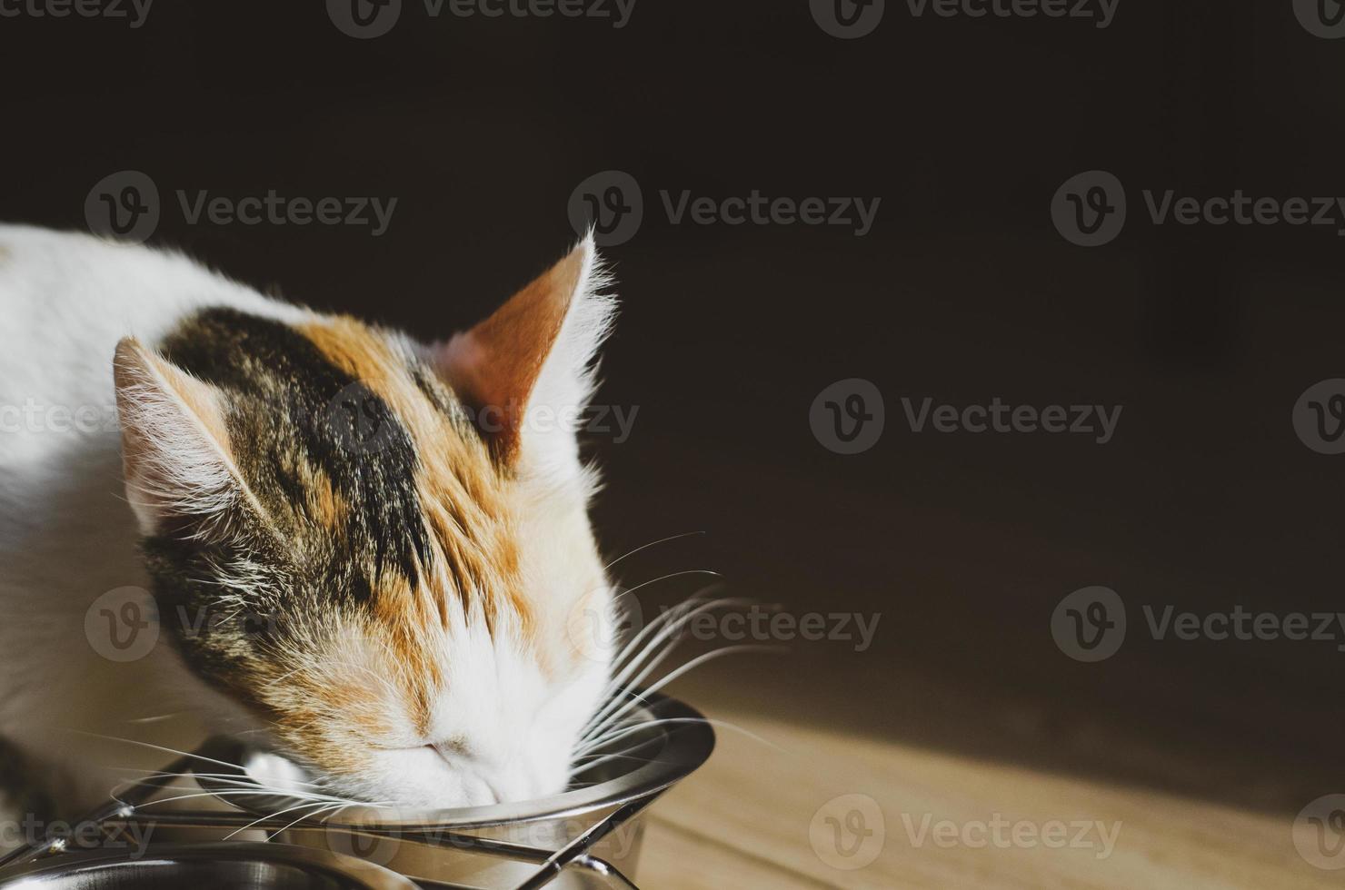 chat tricolore affamé mange de la nourriture sèche photo