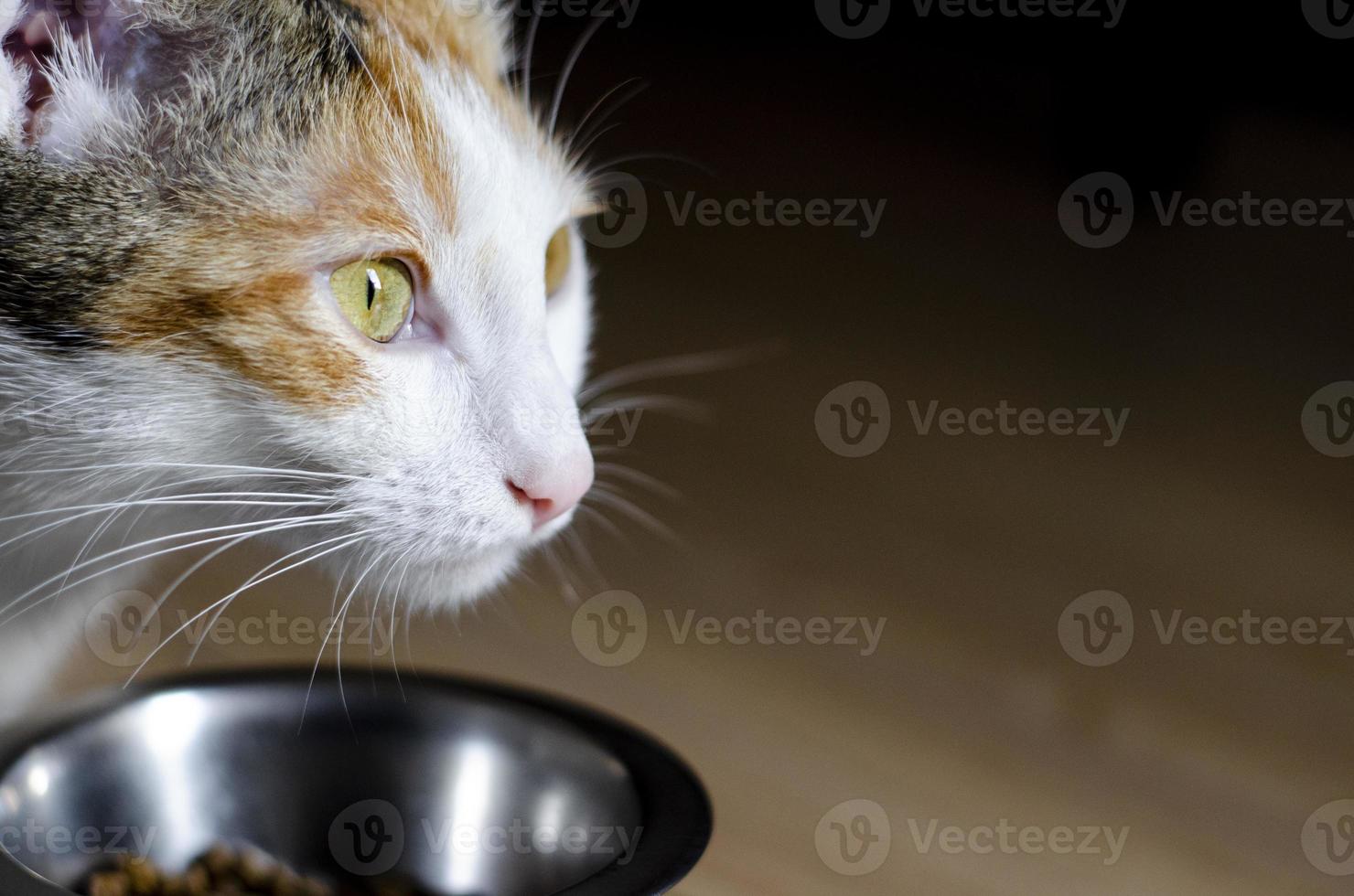 chat tricolore affamé mange de la nourriture sèche photo