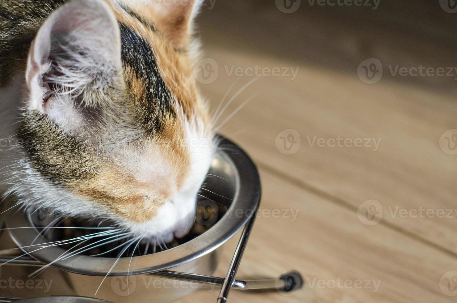 chat tricolore affamé mange de la nourriture sèche photo