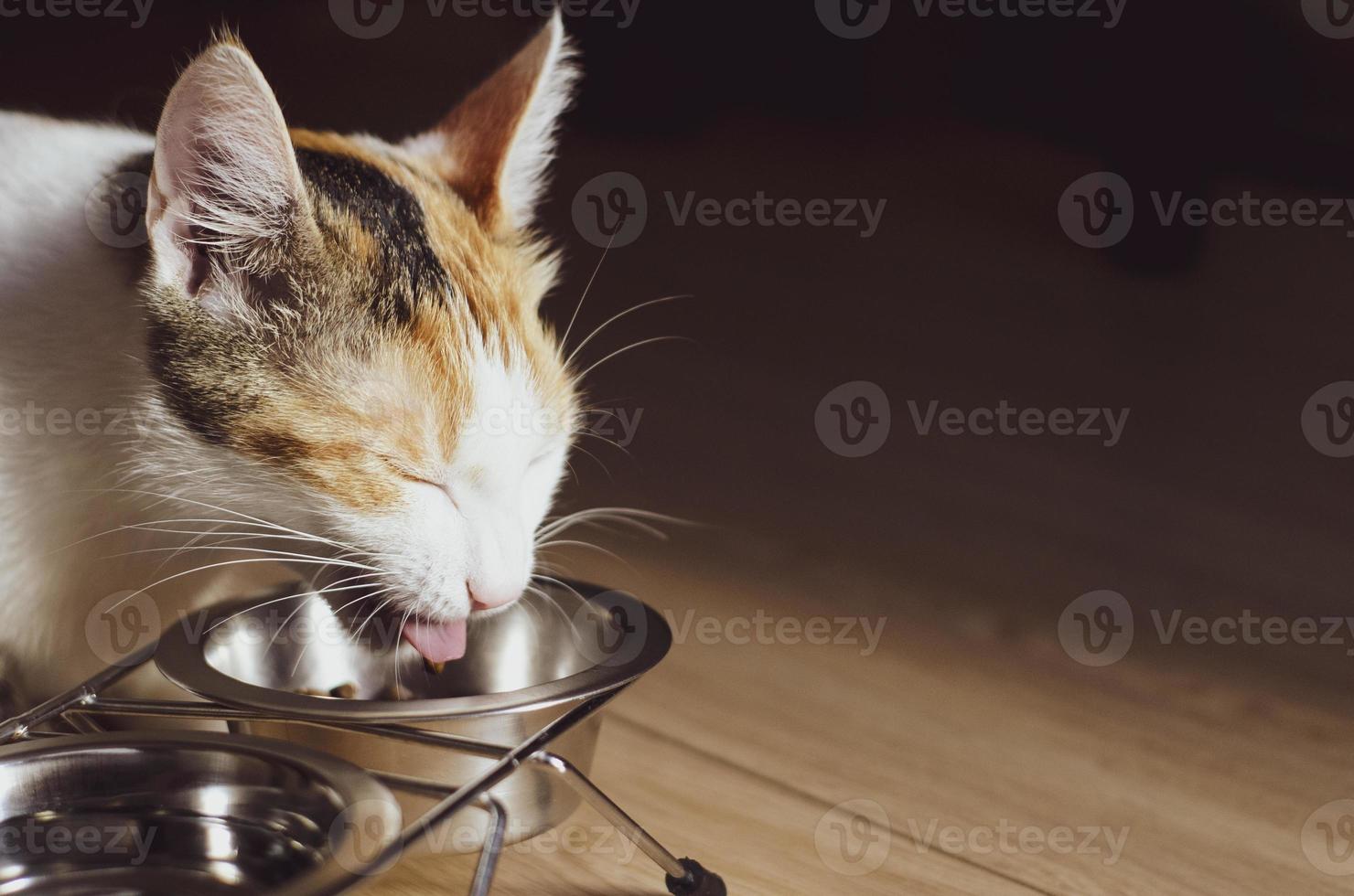 chat tricolore affamé mange de la nourriture sèche photo