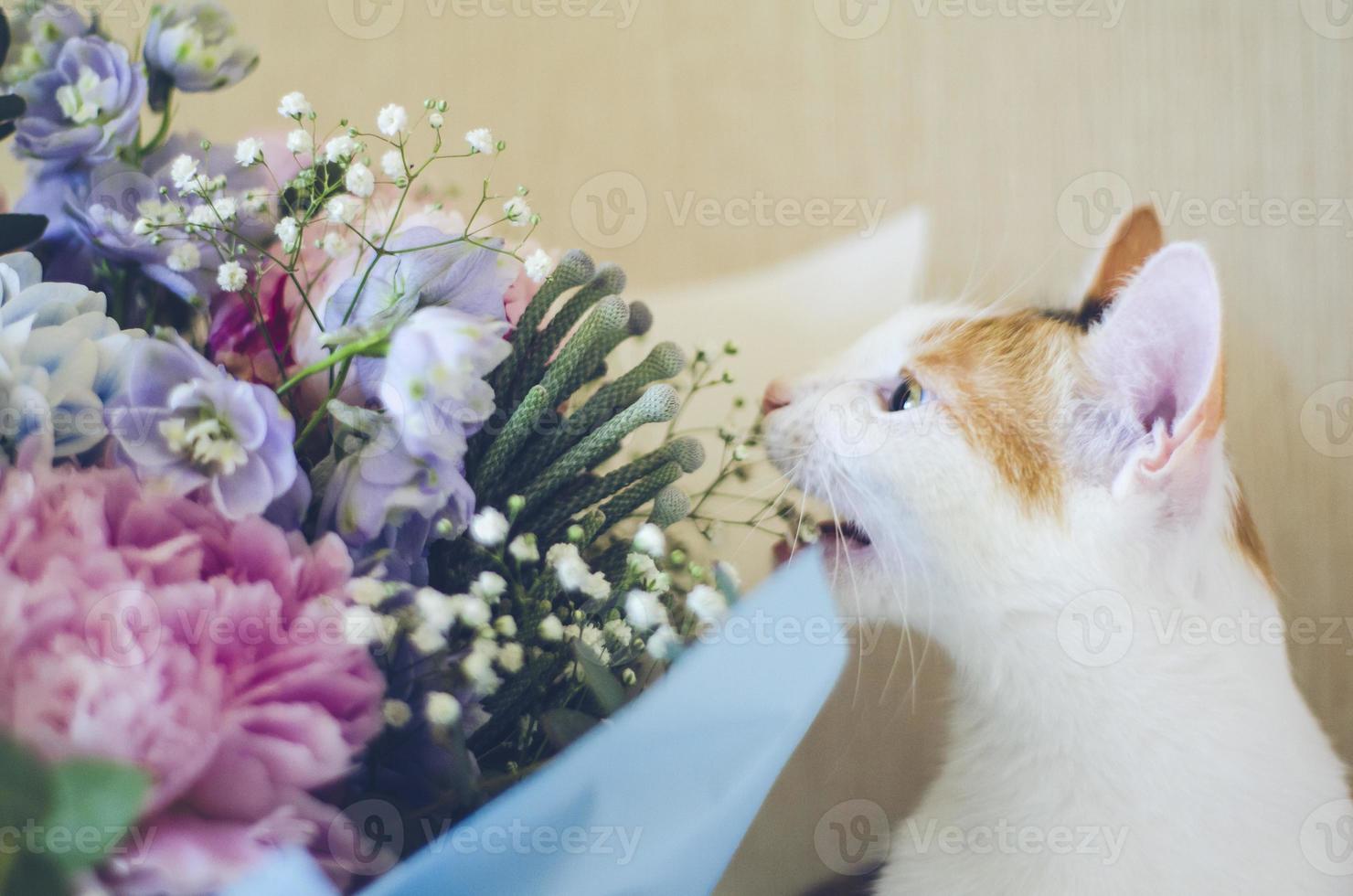 chat domestique tricolore mord des fleurs photo