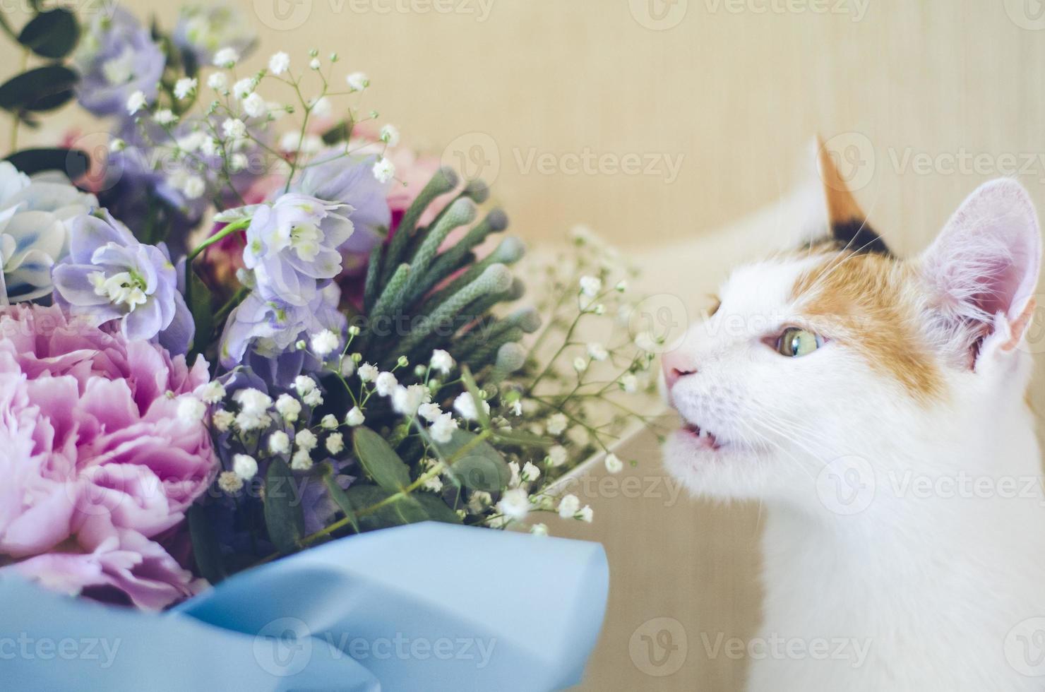 chat domestique tricolore mord des fleurs photo