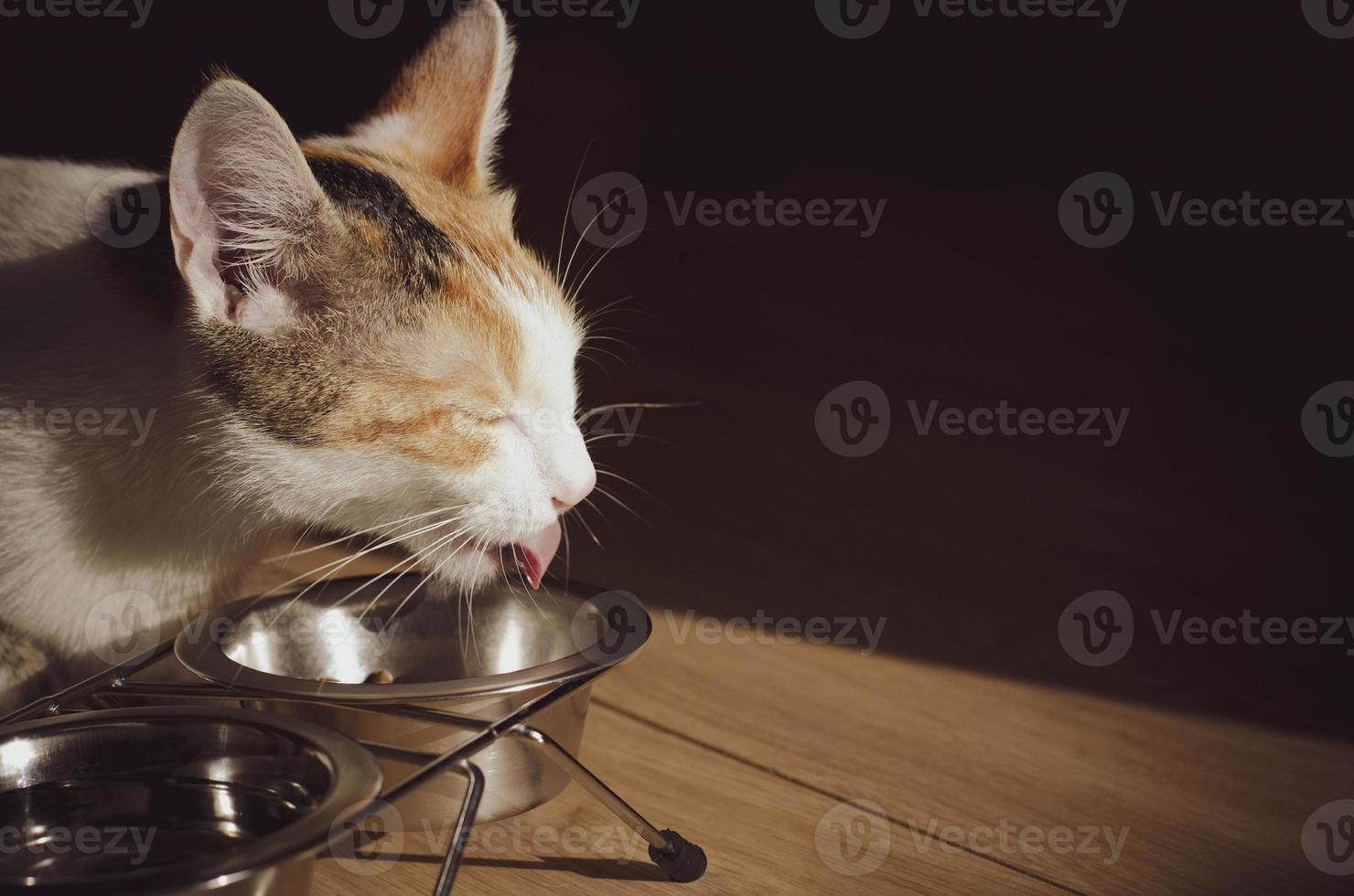 chat tricolore affamé mange de la nourriture sèche photo