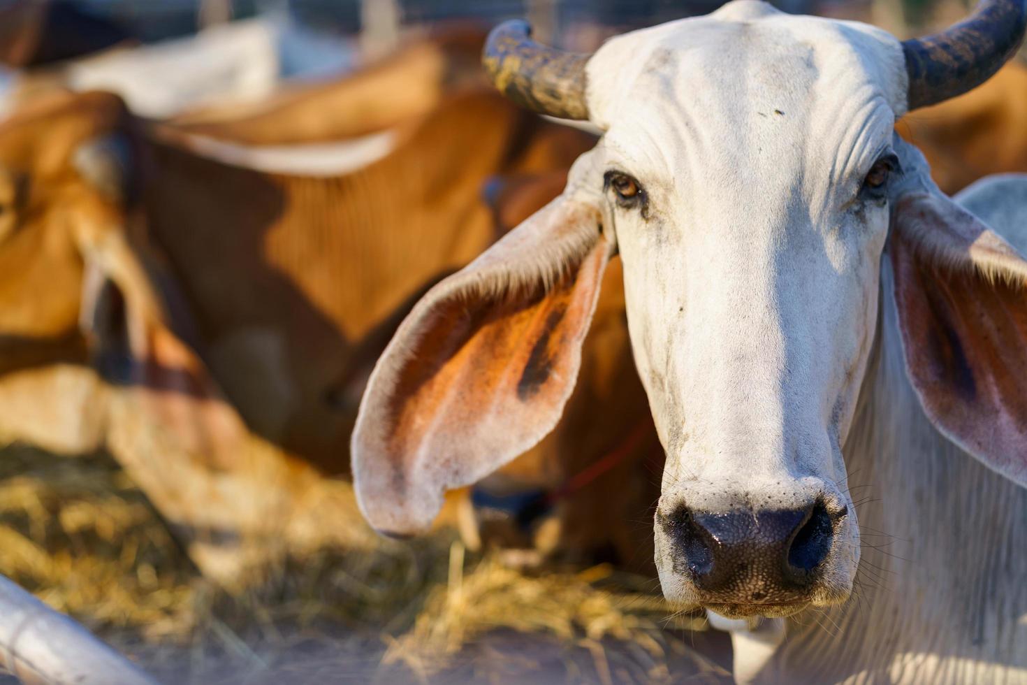 vaches dans une ferme en plein air photo