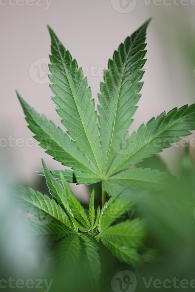 feuille de cannabis gros plan marihuana médicale arrière-plan vue de dessus imprimer photo