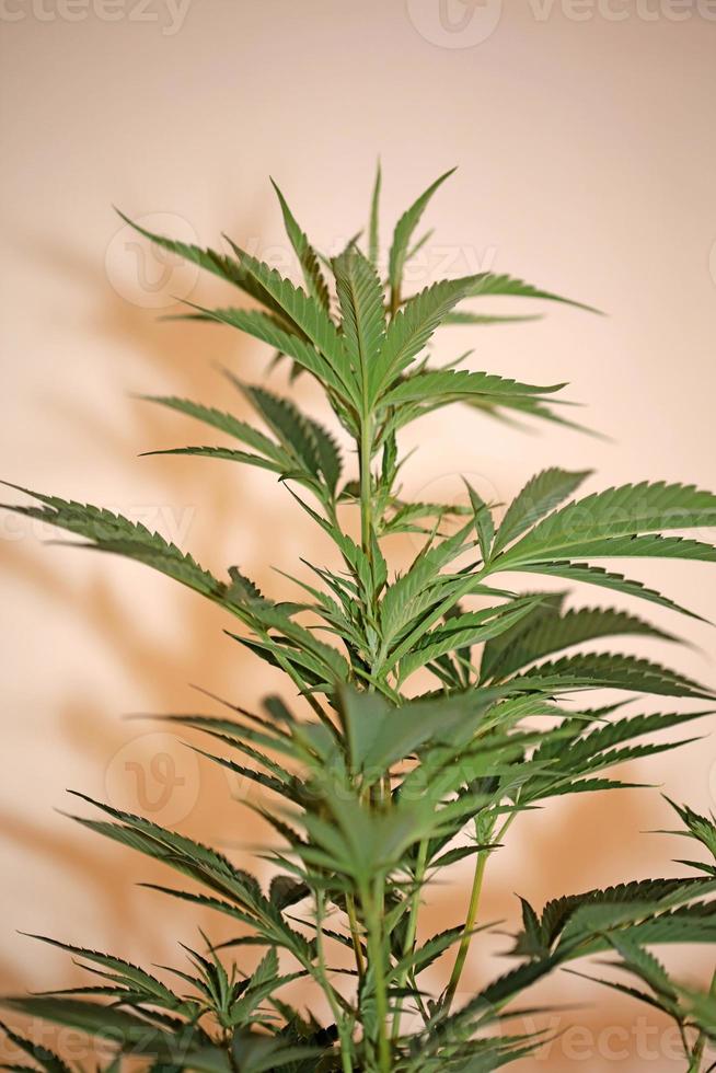 plante de cannabis premières feuilles en gros plan empreintes modernes famille cannabaceae photo