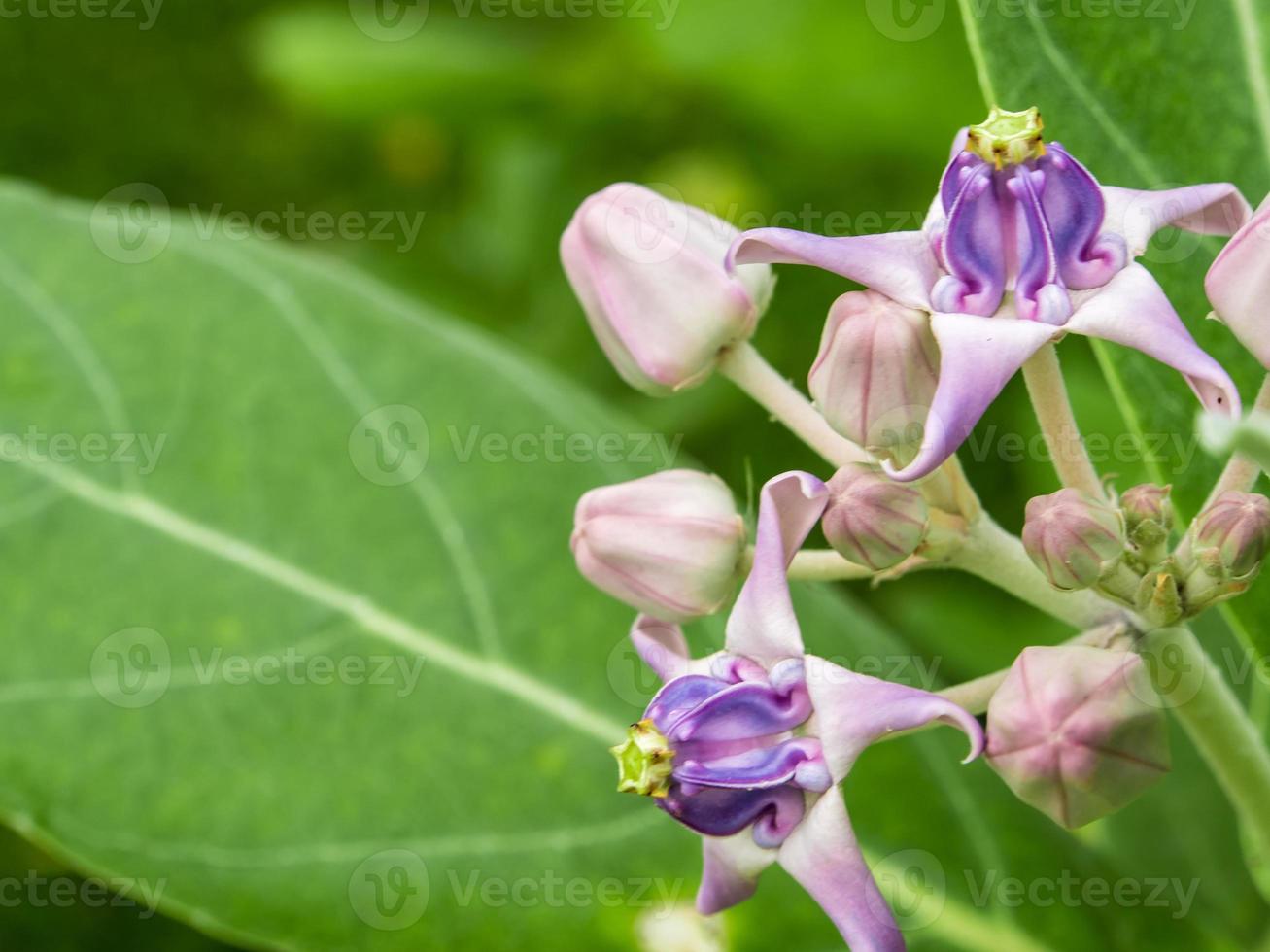 fleur de couronne violette dans le jardin photo